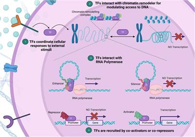 Transcription factor defects in inborn errors of immunity with atopy